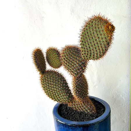 فيلة Casa Mialma Lanzarote